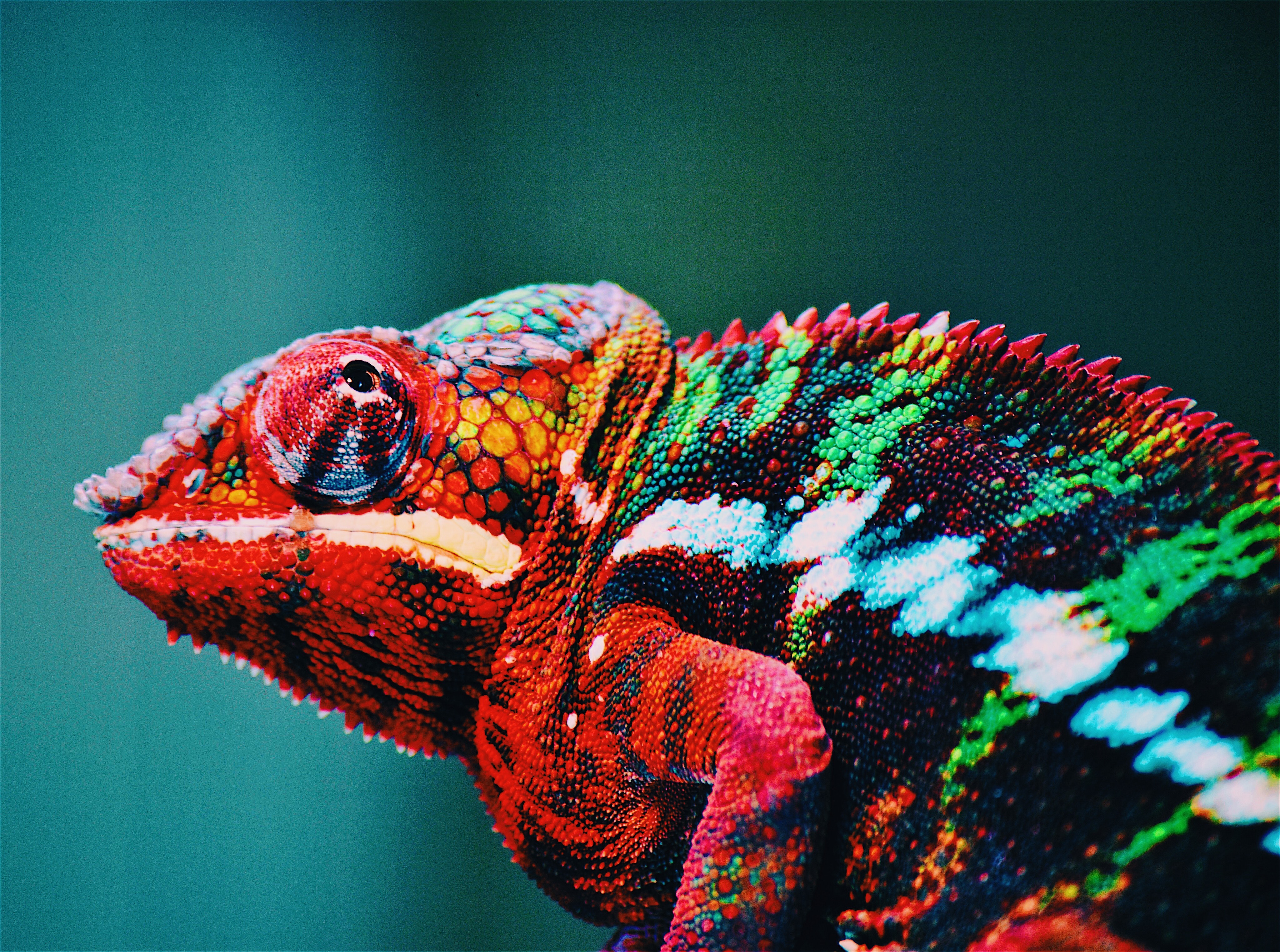animal-blur-chameleon-567540